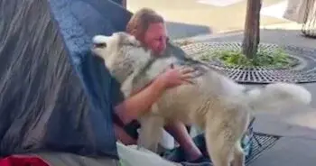 A Husky’s Lesson on Compassion in Paris