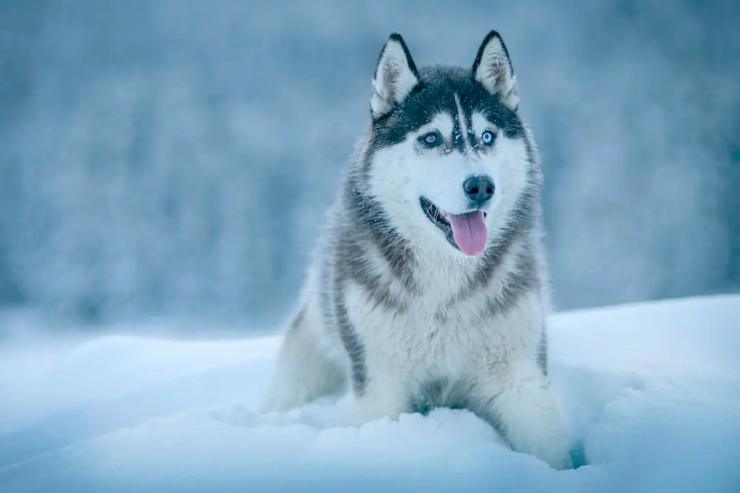 The Husky Who Chose a Volunteer Over a Forever Home