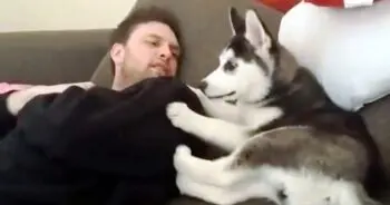Husky Puppy Sparks Viral Debate with Owner, Even „Punishes” Himself When He Loses