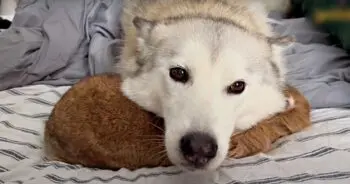 Husky Wears Cowbell To Guide Blind Chihuahua Through Blizzard