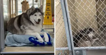 A Husky’s Second Chance After Being Labeled Unadoptable