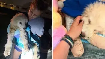 Rescuers Find Injured Puppy Near Pond and Rush to Provide Medical Care