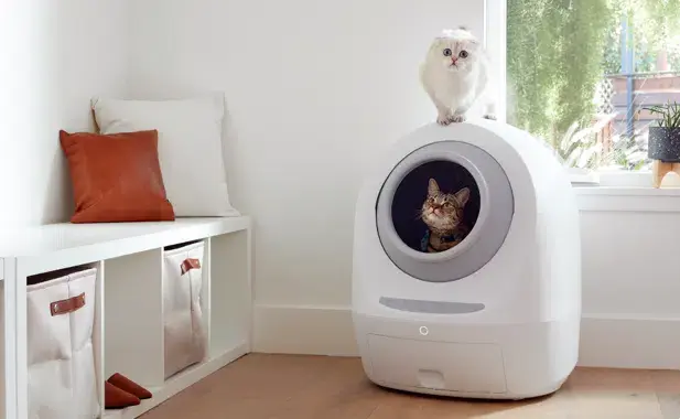 Innovative Gadgets Transform Everyday Cat Care
