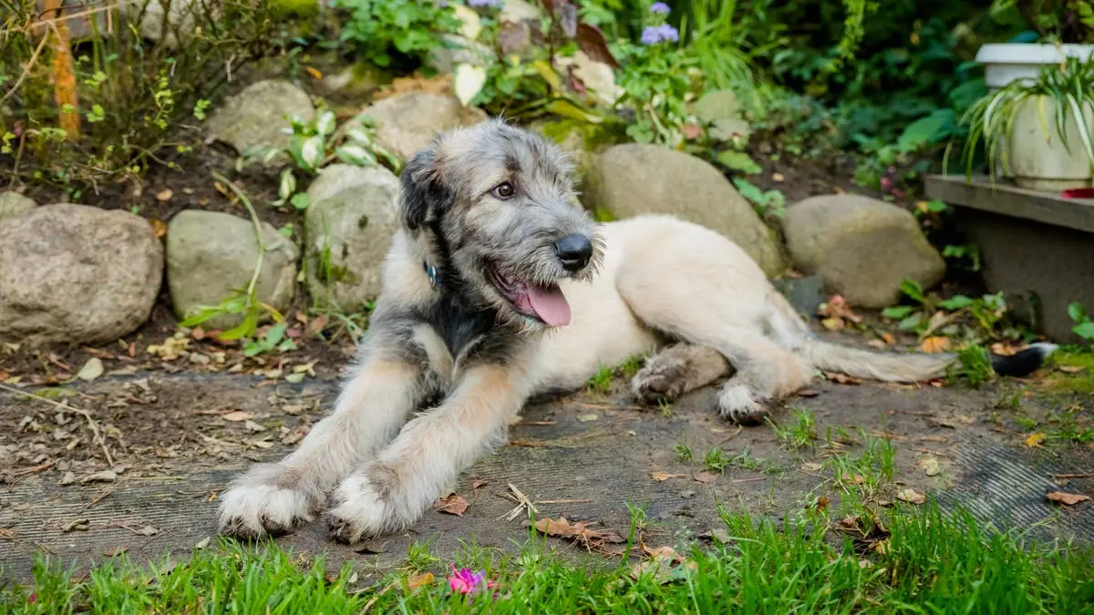 Irish Wolfhound Puppy's Six-Month Transformation Captivates Online Audiences