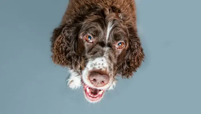 Irish‑Inspired Names for Your New Companion