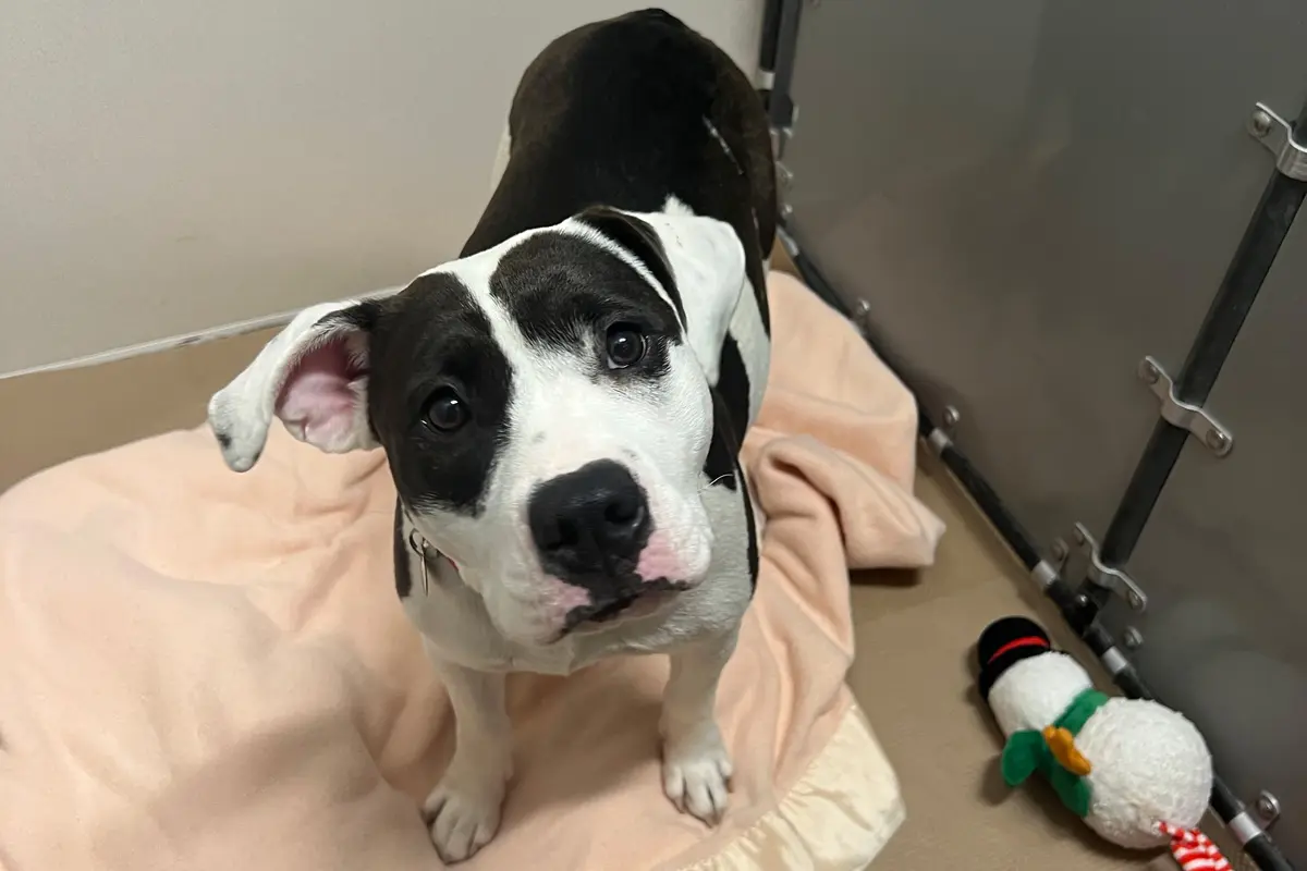 Jigsaw’s Rescue: A Pregnant Dog Finds a New Home at Animal League America