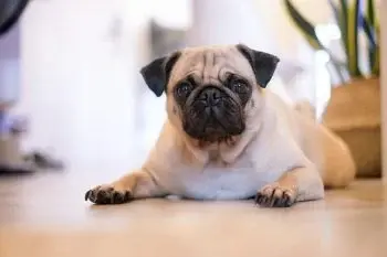 Keeping Pug Facial Folds Clean and Healthy