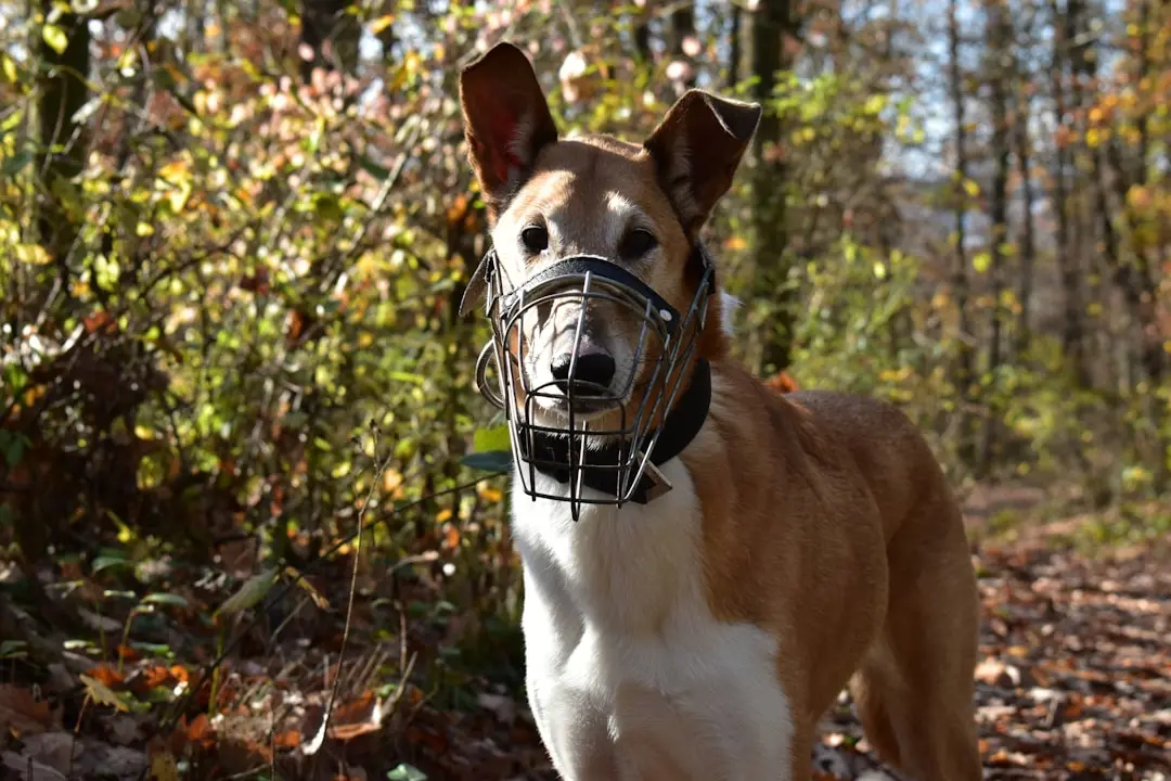 Keeping Your Scavenging Dog Safe During Daily Walks