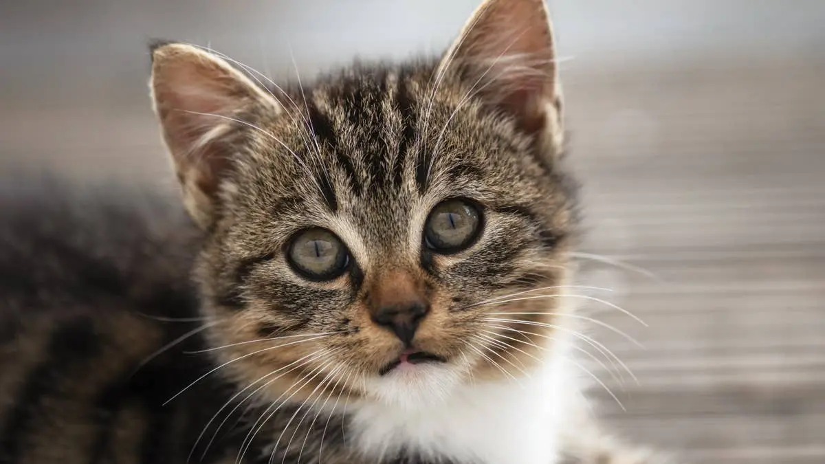 Tiny Kitten Rescued After Hours Trapped in Pipe by Reality TV Star