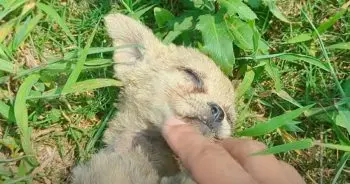 Kind Stranger Saves Skinny Stray Puppy in Parking Lot