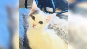 Kitten with Enlarged Heart Finds New Life