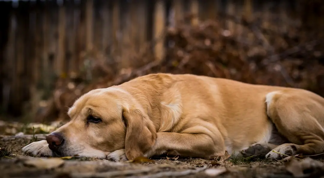 Labrador Oreo’s Sleepy Gaze Captivates Fans as Tail Wags On