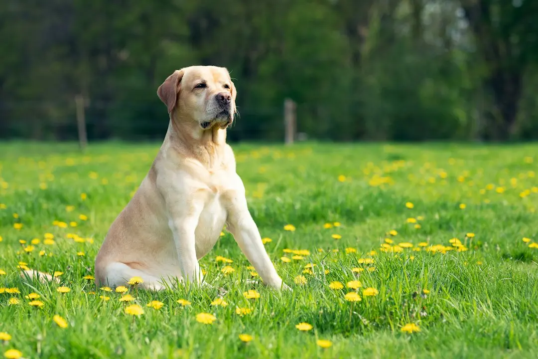 Labrador Turns Routine Deworming Into Joyful Celebration
