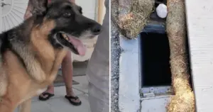 Las Vegas Hero Rescues Dog From Open Storm Drain