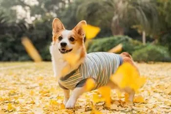 Leaf Piles: The Ultimate Autumn Playground for Dogs