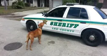 Sheriff Dispatches Officer for Loose Pit Bull With Surprising Results