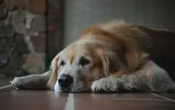 Liquid Joint Supplements Keep Aging Dogs Moving
