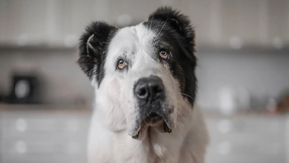 Little Girl Runs a Training Session for Her Giant Shepherd Dog and Proves Who's the Boss