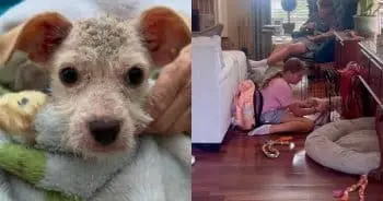Little Girl's Worry Over Sick Puppy Turns Into Joyful Surprise