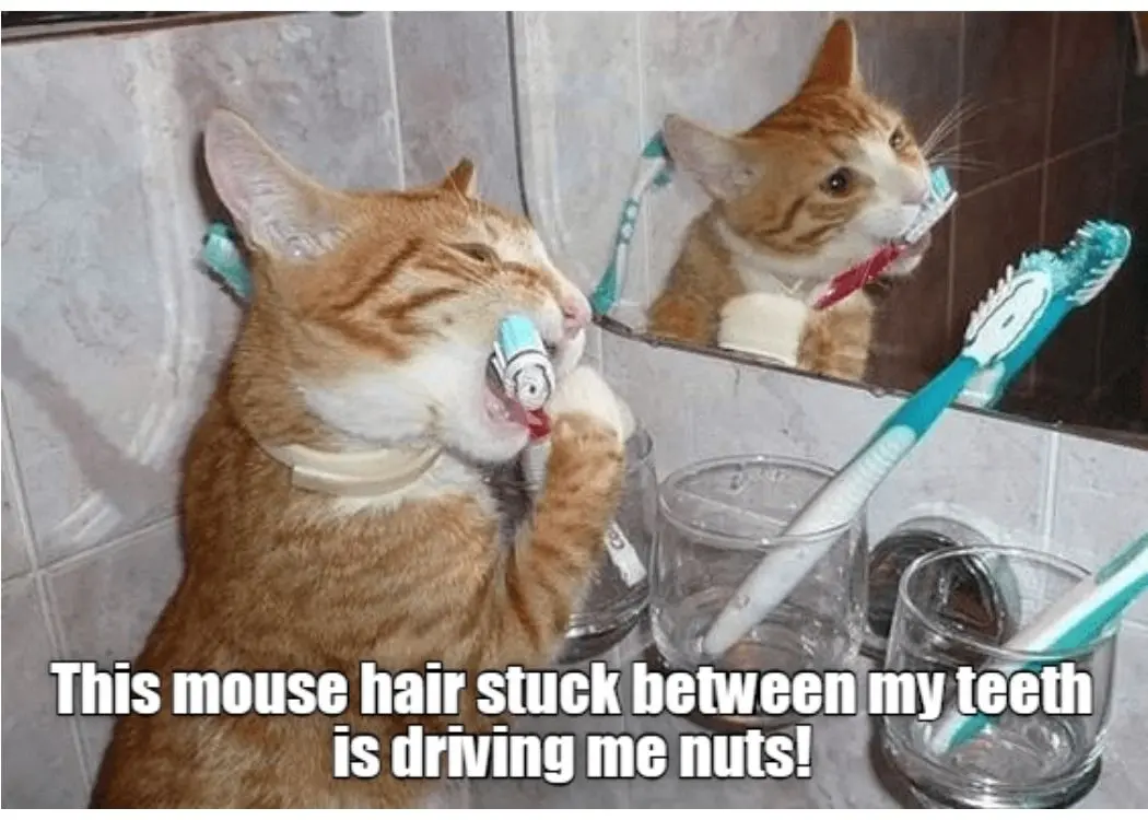 Familiar Cat Memes Highlight the Chaos of Pet Ownership