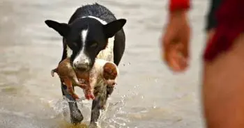 Dog Saves Stranded Puppy from River Current