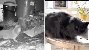 Missing Cat Found Alive After 571 Days in New York State