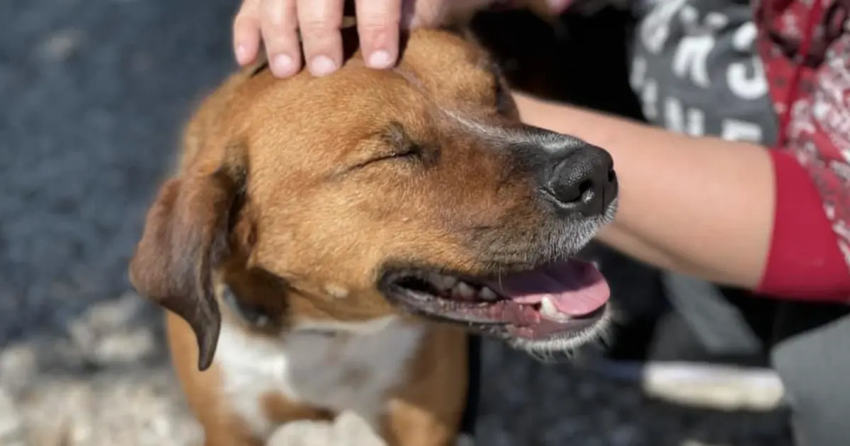 Longest-Serving Shelter Dog Returned After Just One Day in New Home