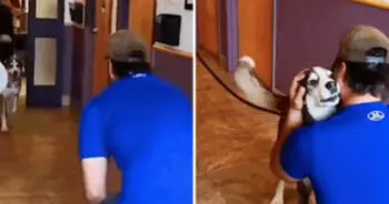 Lost For 3-Years, He Howls With ‘Joy’ When He Sees His Dad Standing In Front Of Him