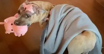 Piggy Toy Helps Dog Recover From House Fire Trauma