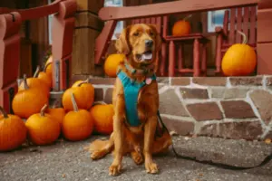 Easy Halloween Costume Ideas for Dogs Who Hate Dressing Up