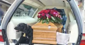 Loyal Dog Keeps Vigil Beside Owner’s Casket Following Funeral Service