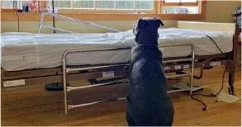 A Loyal Dog Refused to Leave His Deceased Owner at the Hospital
