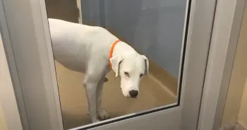 A Loyal Dog Stands by the Shelter Door, Then a Surprise Turns His Fate Around
