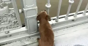 Loyal Dog Waits on Bridge for Days After Owner's Tragic Jump
