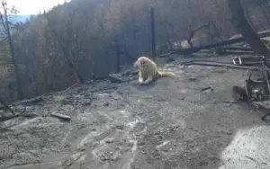 Loyal Guardian Dog Found Protecting Ruined Home After Devastating Wildfire
