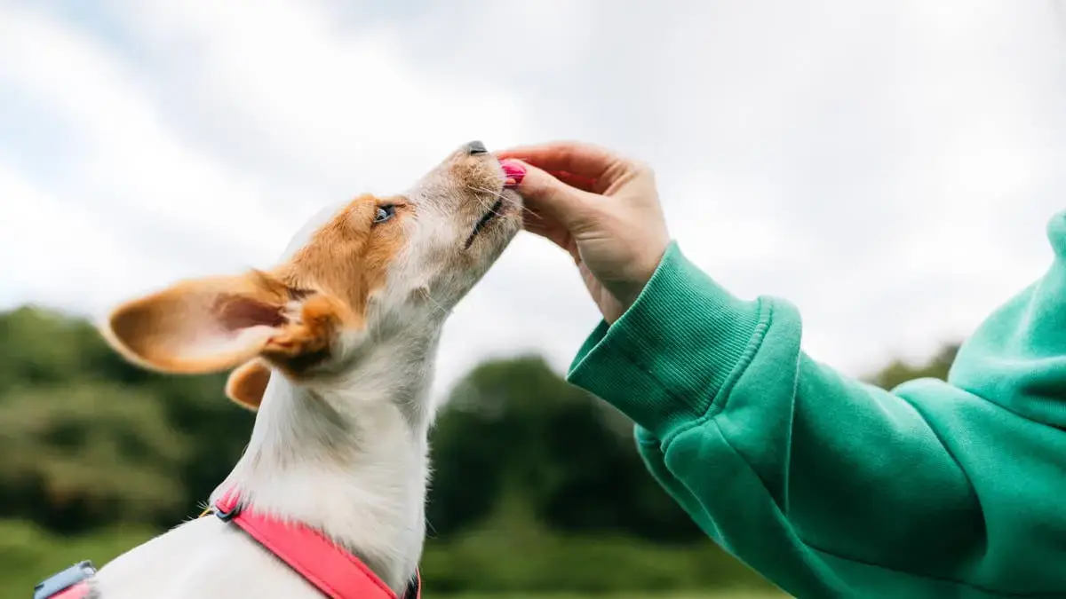 Loyal Puppy Refuses to Eat Until Owner Returns Home