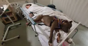 Loyal Service Dog Refuses to Leave Hospital Room After Saving Owner's Life