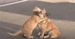 Loyal Stray Cat Comforts Deserted Dog Until Rescue