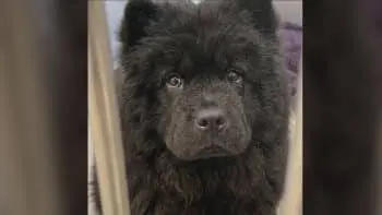Senior Chow Chow Reunites With Family After Unexpected Shelter Visit