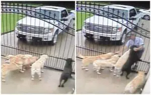 Mail Carrier Becomes Neighborhood Hero Through Canine Connections