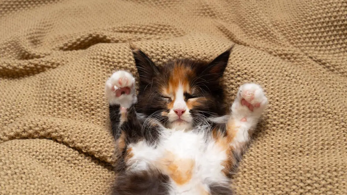 Maine Coon Kitten Captivates Hearts with Mask-Like Facial Markings