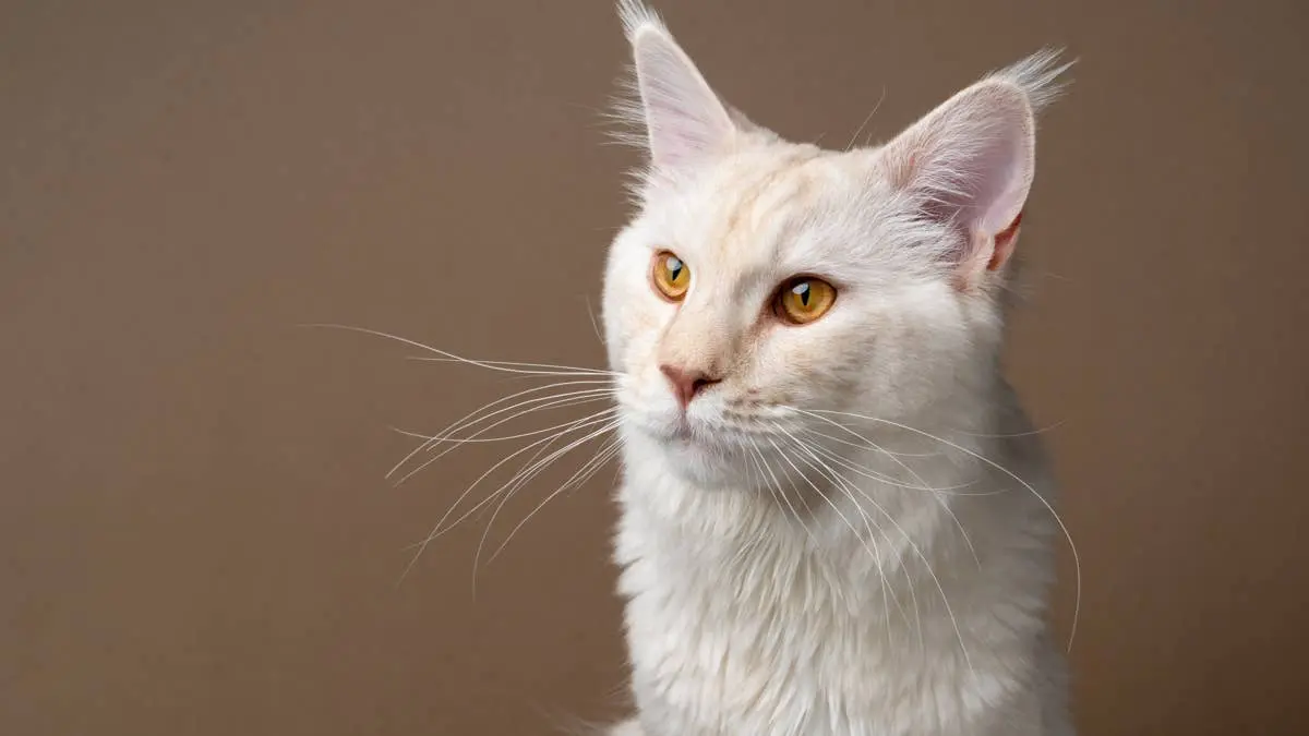 Maine Coon Kitten Stuns Internet With Massive Ten-Month Growth Spurt