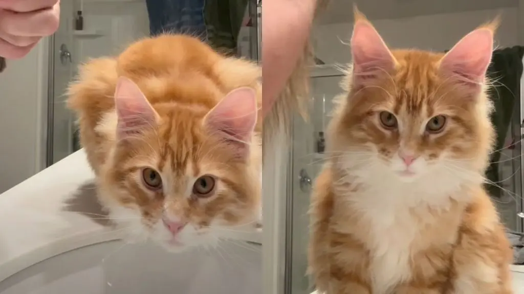 Red Maine Coon Claims Camera Fame After Curious Encounter