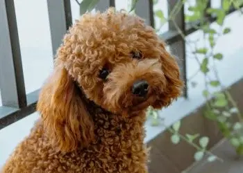 Male Poodles Weigh 15-20 Pounds More Than Females at Maturity