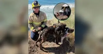 Malibu Coast Crash Leaves Dog Trapped in Vehicle