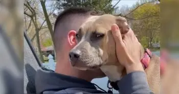 Man Adopts Shelter Pit Bull Mix After Learning Why He Was Rejected