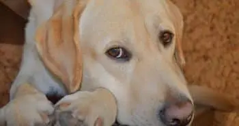 Man Cries After Scolding Aging Dog Before Leaving for Work