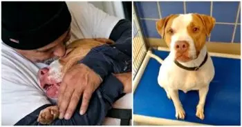 Man Faces Eviction Over Pit Bull, Chooses to Surrender Dog to Shelter