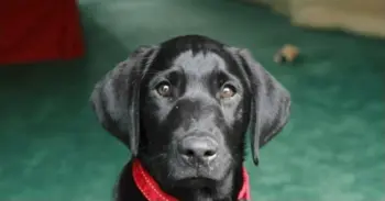 Man Finds Unexpected Connection Through Shelter Dog's Previous Owner Note
