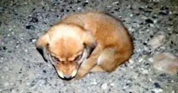 Man Rescues Abandoned Puppy Crying in Pain on Deserted Road